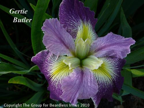 Gertie Butler 